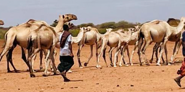 Bridging the gap: environmental change, mobility and policy in Ethiopia’s Somali Region and Somaliland